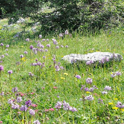 LA VALLE DELLE ORCHIDEE