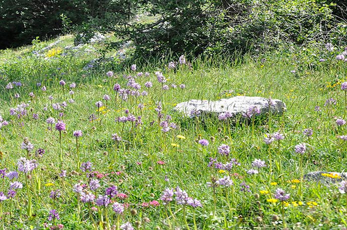 LA VALLE DELLE ORCHIDEE